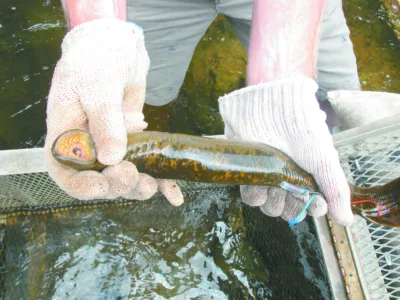 U.S. Fish and Wildlife to survey Great Lakes tributaries to search for lamprey